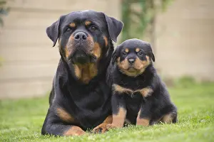 Rottweilers: Rottweiler with puppy dog outside