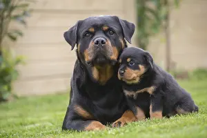 Rottweilers: Rottweiler with puppy dog outside