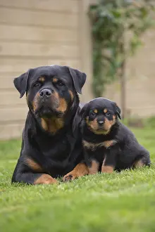Rottweilers: Rottweiler with puppy dog outside