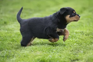 Rottweilers: Rottweiler puppy dog outside
