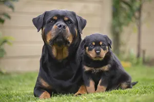 Rottweilers: Rottweiler with puppy dog outside