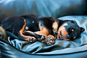 Beds: Rottweiler puppy dog sleeping in a dog bed, North