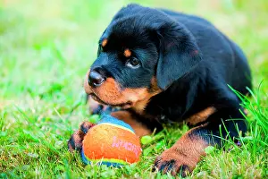 Friskily: Rottweiler puppy lying in a meadow with a ball