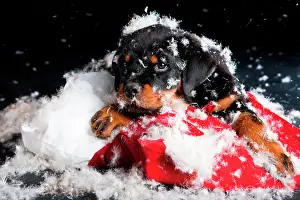 Beds: Rottweiler puppy lying on a torn pillow and stuffing