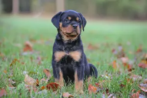 260221: Rottweiler puppy outdoors