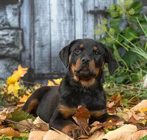 Rottweilers: Rottweiler puppy outdoors in autumn