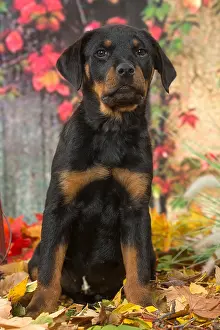 Rottweilers: Rottweiler puppy outdoors in autumn
