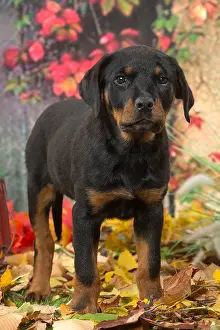 Rottweilers: Rottweiler puppy outdoors in autumn