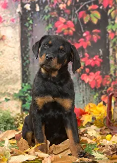 Cocked: Rottweiler puppy outdoors in autumn