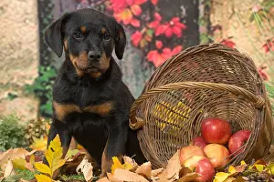 Rottweilers: Rottweiler puppy outdoors in autumn