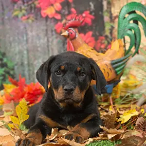 Rottweilers: Rottweiler puppy outdoors in autumn