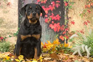 Rottweilers: Rottweiler puppy outdoors in autumn