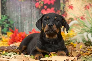 Rottweilers: Rottweiler puppy outdoors in autumn