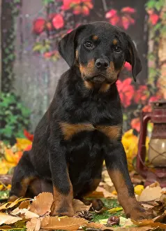 Rottweilers: Rottweiler puppy outdoors in autumn