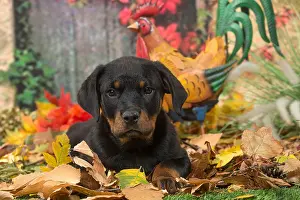 Rottweilers: Rottweiler puppy outdoors in autumn
