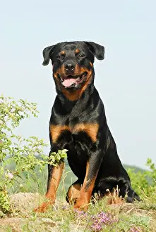 Rottweiler: Rottweiler, sitting