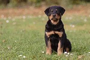 Molossoid: Rottweiller puppy sitting in the meadow