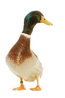 Rouen: Rouen Duck - domestic