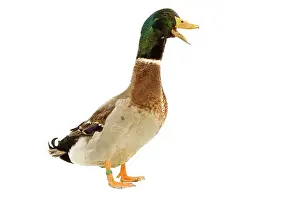 Rouen: Rouen Duck - domestic - quaking
