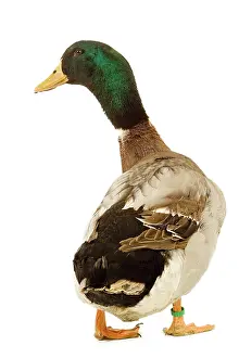 Rouen: Rouen Duck - domestic in studio