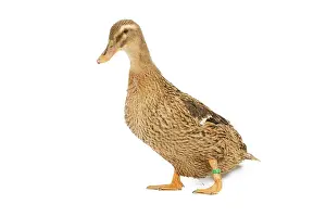 Rouen: Rouen Duck - female - studio