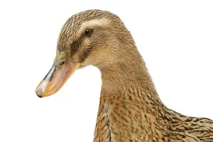 Rouen: Rouen Duck - female - studio