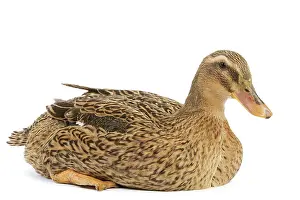 Rouen: Rouen Duck - female - studio
