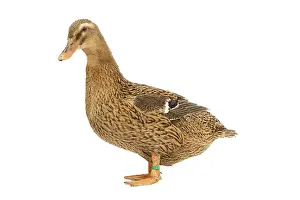 Rouen: Rouen Duck - female - studio