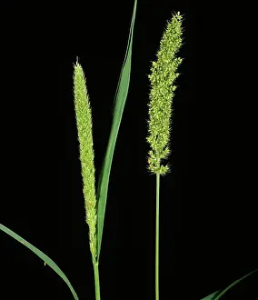 Graminae: Rough or Bur Bristle-grass