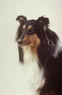 Sheepdogs: ROUGH COLLIE DOG