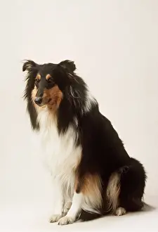 Sheepdogs: ROUGH COLLIE DOG