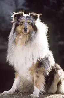 Proud: Rough Collie DOG