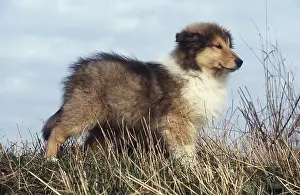 Sheepdogs: ROUGH COLLIE DOG IN FIELD - puppy