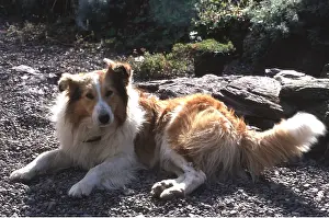 Sheepdogs: ROUGH COLLIE DOG - lying down