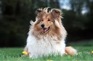 Sheepdogs: ROUGH COLLIE DOG- LYING DOWN