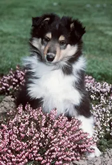 Sheepdogs: Rough Collie DOG - puppy in heather
