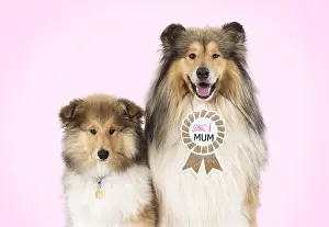 220218: Rough Collie Dog - puppy & mother wearing No.1