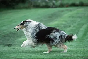 Sheepdogs: Rough Collie DOG - Running