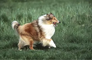 Sheepdogs: ROUGH COLLIE DOG - RUNNING