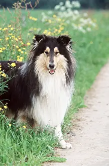 Tracks: ROUGH COLLIE DOG - SITS