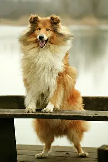 Pricked: Rough Collie Dog - Standing on bench