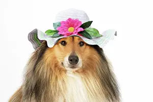 220719: Rough Collie Dog, wearing a sun hat