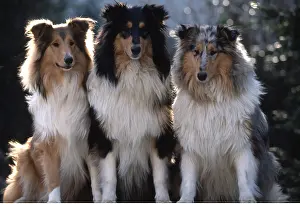 Sheepdogs: ROUGH COLLIE DOGS - x three sitting