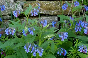 Symphytum: Rough Comfrey in flower