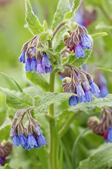 Symphytum: Rough comfrey - in flower