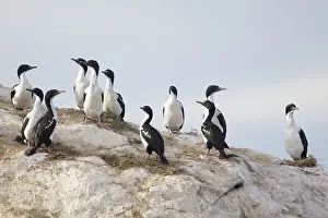 Carunculatus: Rough-faced Shag / New Zealand King Shag