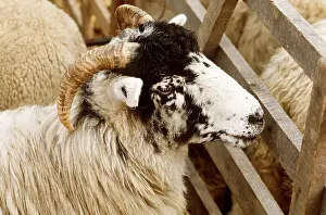 Fell: Rough Fell Sheep
