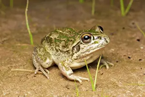 Verrucosa: Rough Frog