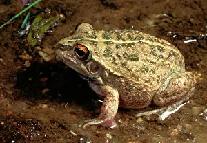 Verrucosa: Rough frog - a burrowing frog