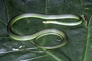 Opheodrys: Rough Green Snake